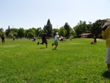 beer ball 36